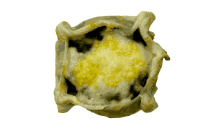 empanada de Espinaca y queso